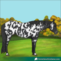 Horse Color:Black Appaloosa