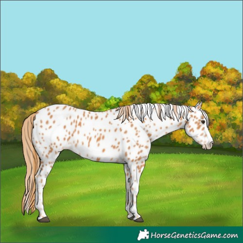 Horse Color:Chestnut Appaloosa 