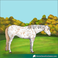 Horse Color:Chestnut Appaloosa 