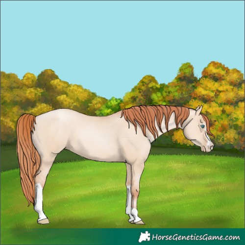 Horse Color:Sable Champagne Pearl Dun Sabino Tobiano 