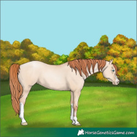 Horse Color:Sable Champagne Pearl Dun Sabino Tobiano 