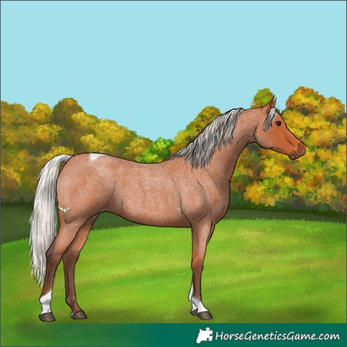Horse Color:Silver Bay Roan Tobiano