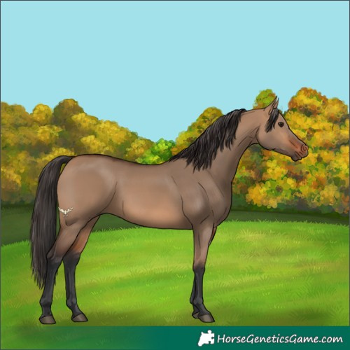 Horse Color:Bay Dun