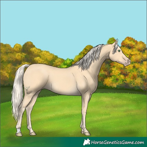 Horse Color:Gold Cream Champagne 