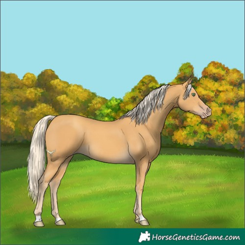 Horse Color:Gold Cream Champagne 