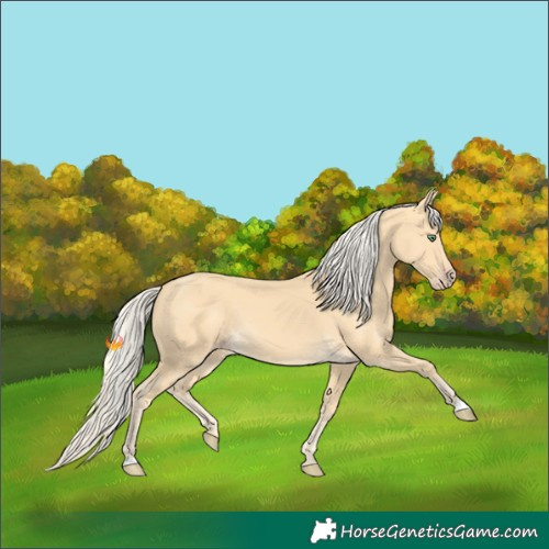 Horse Color:Gold Cream Champagne 