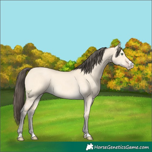 Horse Color:Amber Cream Champagne Dun 