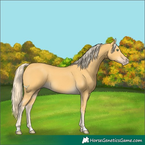 Horse Color:Gold Cream Champagne