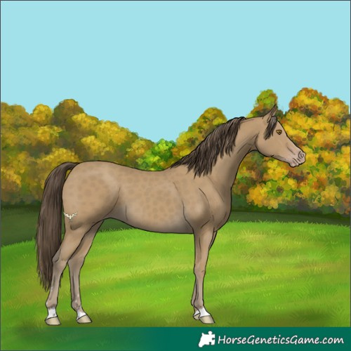 Horse Color:Classic Cream Champagne 