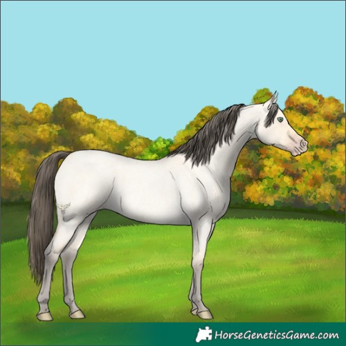 Horse Color:Amber Cream Champagne Roan Dun 