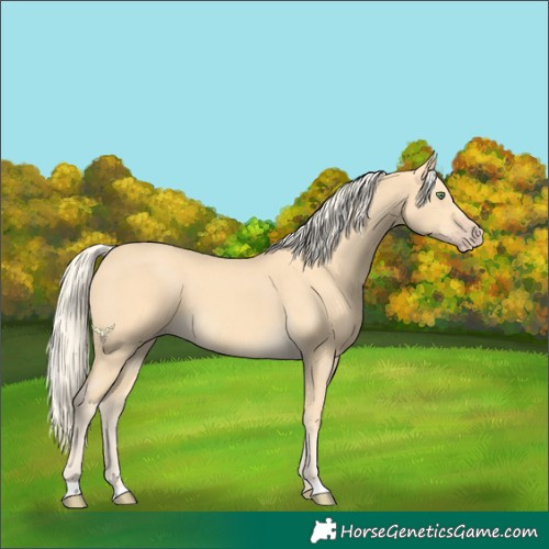Horse Color:Gold Cream Champagne