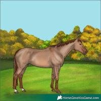 Horse Color:Red Dun