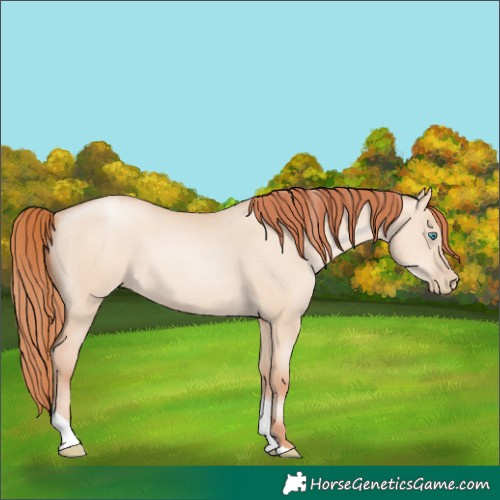 Horse Color:Sable Champagne Pearl Dun Sabino Tobiano