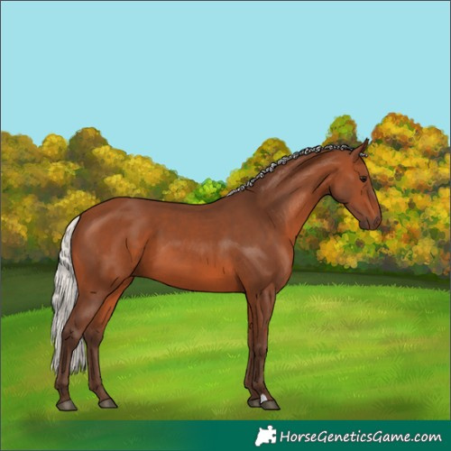 Horse Color:Silver Brown 