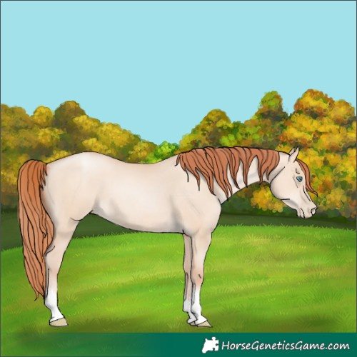 Horse Color:Sable Champagne Pearl Dun Sabino Tobiano 