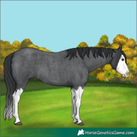 Horse Color:Blue Roan Splash 