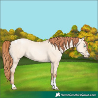 Horse Color:Sable Champagne Pearl Dun Sabino Tobiano