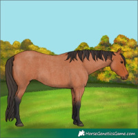 Horse Color:Bay Roan 