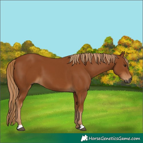 Horse Color:Gray Chestnut