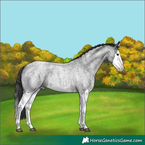 Horse Color:Blue Roan Splash 