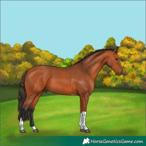 Horse Color:Bay Tobiano Rabicano