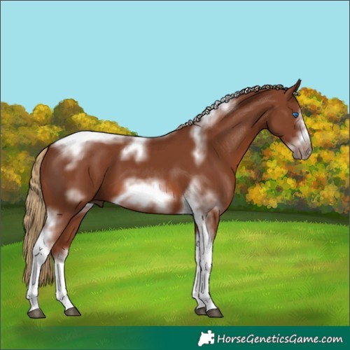 Horse Color:Chestnut Tobiano Frame