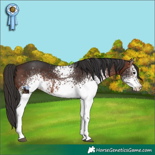 Horse Color:White Spotted Brown Appaloosa 
