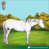 Horse Color:Gray White Spotted Buckskin Sabino 