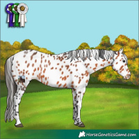 Horse Color:Bay Appaloosa 