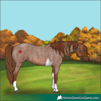 Horse Color:Red Roan Tobiano 