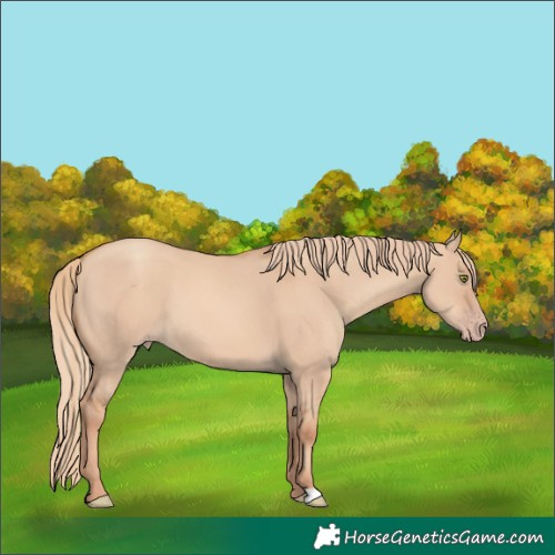 Horse Color:Gold Champagne Dun 