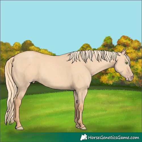 Horse Color:Gold Champagne Dun