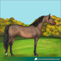 Horse Color:Bay Dun  and Brown Dun 
