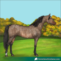 Horse Color:Bay Dun and Brown Dun