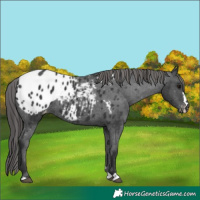 Horse Color:Black Appaloosa