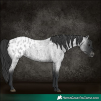 Horse Color:Blue Roan Appaloosa 