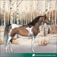 Horse Color:Brown Dun Tobiano 