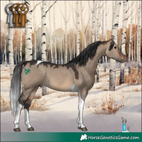 Horse Color:Brown Dun Tobiano 