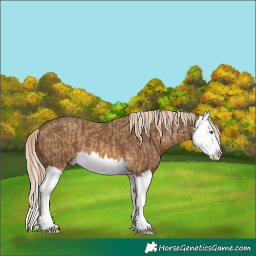 Horse Color:Chocolate Palomino Dun Splash and Chocolate Palomino Splash