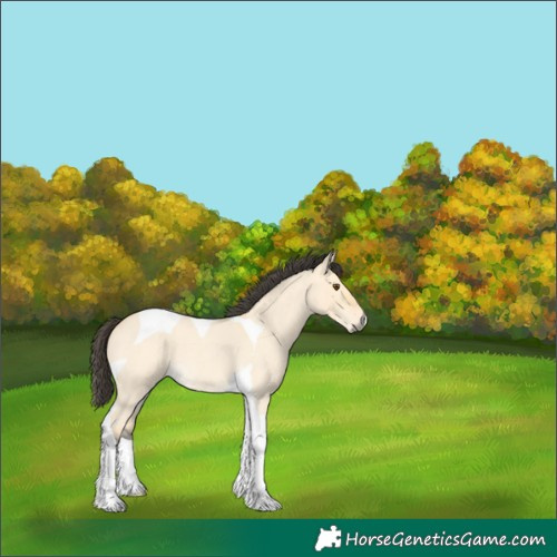 Horse Color:Buckskin Roan Dun Tobiano 