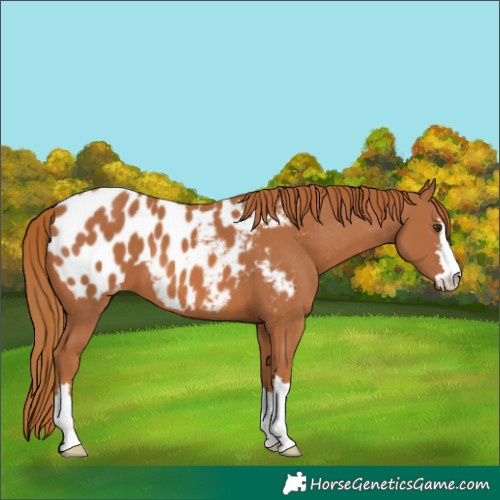 Horse Color:Chestnut Blanket 