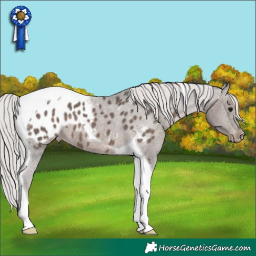 Horse Color:Silver Black Tobiano Appaloosa 