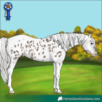 Horse Color:Silver Black Tobiano Appaloosa