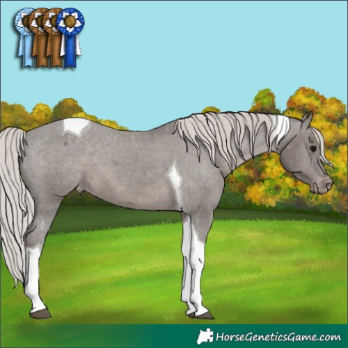 Horse Color:Silver Black Tobiano Appaloosa 