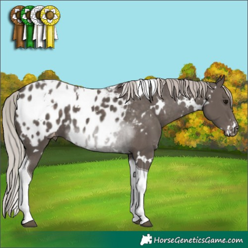 Horse Color:White Spotted Silver Black Tobiano Appaloosa 