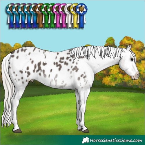 Horse Color:White Spotted Silver Black Tobiano Appaloosa 