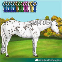 Horse Color:White Spotted Silver Black Tobiano Appaloosa 
