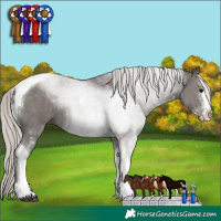 Horse Color:Silver Black Sabino Tobiano 