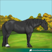 Horse Color:Black Tobiano 