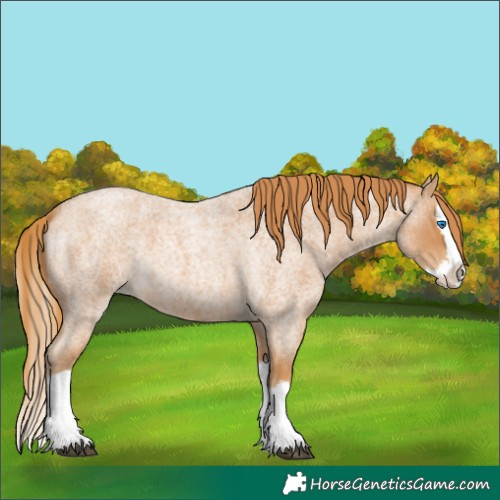 Horse Color:Red Roan Splash 
